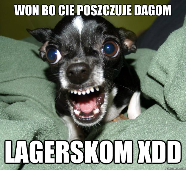 WON BO CIE POSZCZUJE DAGOM Lagerskom XDD  Chihuahua Logic