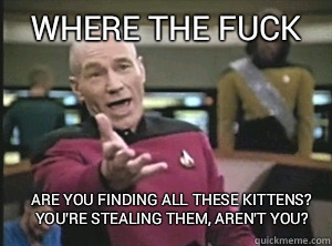 where the fuck are you finding all these kittens?
You're stealing them, aren't you?  Annoyed Picard