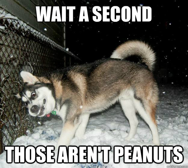 wait a second those aren't peanuts  Sudden Clarity Canine