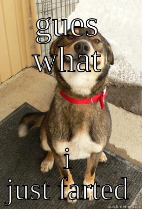 GUES WHAT I JUST FARTED Good Dog Greg