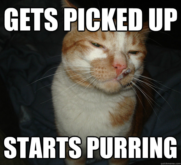 gets picked up starts purring  Cool Cat Craig