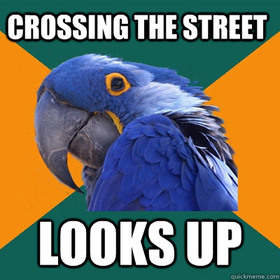 Crossing the street  Looks up  Paranoid Parrot