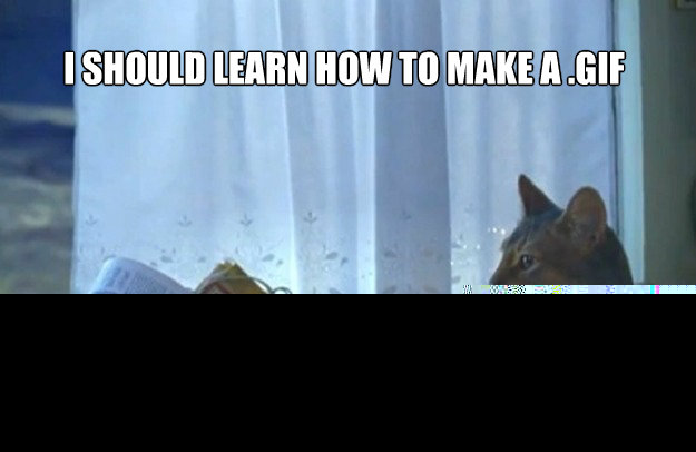 I SHOULD LEARN HOW TO MAKE A .GIF  Sophisticated Cat
