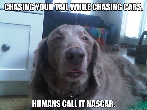 Chasing your tail while chasing cars, Humans call it NASCAR.  10 Dog