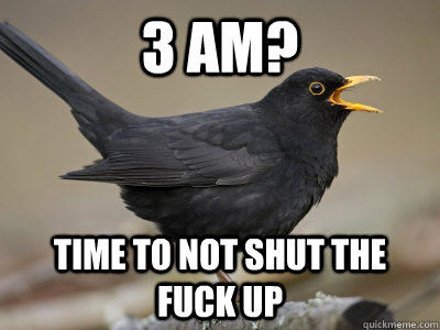 3 AM? Time to not shut the fuck up - 3 AM? Time to not shut the fuck up  Scumbag Blackbird