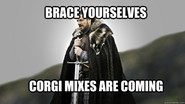 Brace yourselves corgi mixes are coming  Ned stark winter is coming