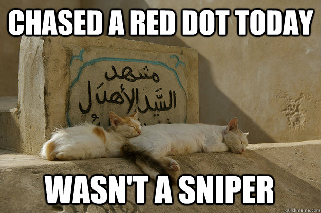 Chased a red dot today Wasn't a sniper - Chased a red dot today Wasn't a sniper  Third World Cat Successes