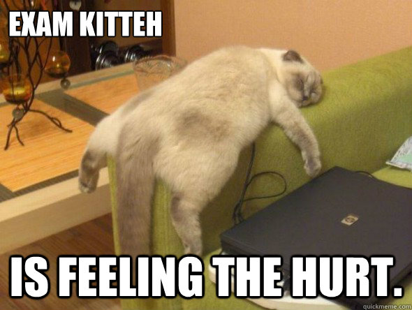 Exam kitteh is feeling the hurt.  Exam Cat