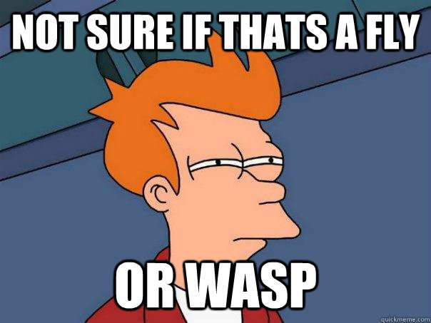 Not sure if thats a fly or wasp - Not sure if thats a fly or wasp  Futurama Fry