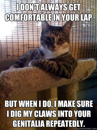 I don't always get comfortable in your lap but when I do, I make sure I dig my claws into your genitalia repeatedly.  The Most Interesting Cat in the World