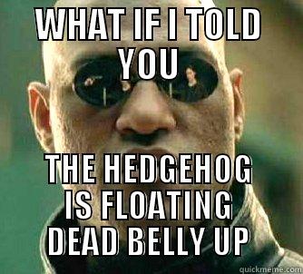 WHAT IF I TOLD YOU THE HEDGEHOG IS FLOATING DEAD BELLY UP Matrix Morpheus