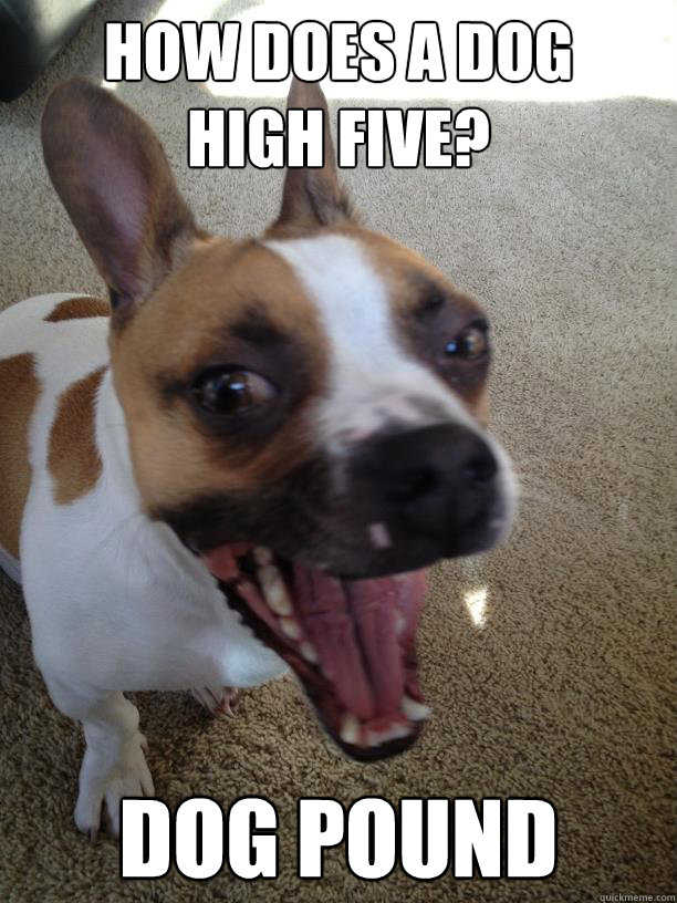 how does a dog 
high five? dog pound  bad joke dog