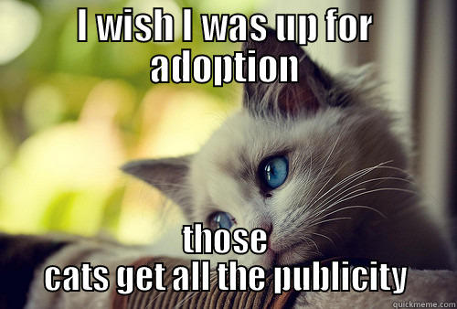 I WISH I WAS UP FOR ADOPTION THOSE CATS GET ALL THE PUBLICITY First World Problems Cat
