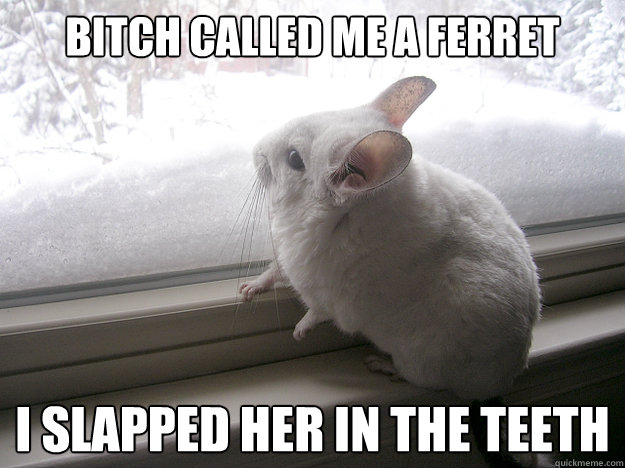 bitch called me a ferret i slapped her in the teeth - bitch called me a ferret i slapped her in the teeth  lonely chinchilla