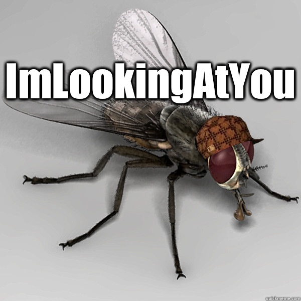ImLookingAtYou   Scumbag Fly