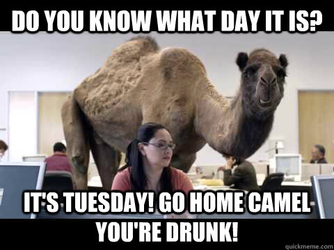 Do you know what day it is? It's Tuesday! Go Home Camel you're Drunk!  Hump Day Camel