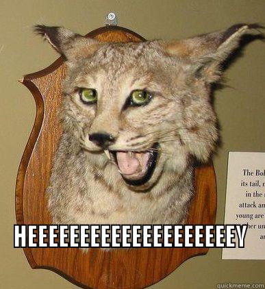  HEEEEEEEEEEEEEEEEEEEEY Misc