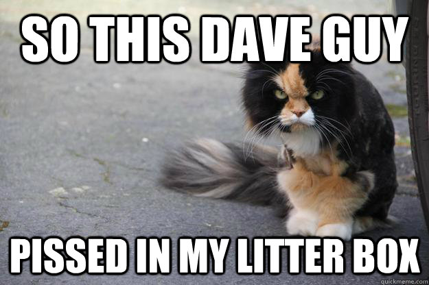 So this dave guy pissed in my litter box  Angry Cat