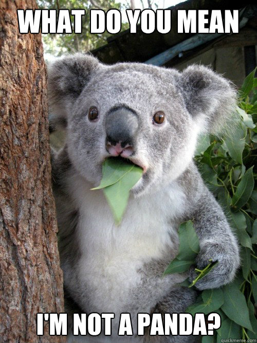 what do you mean i'm not a panda? - what do you mean i'm not a panda?  Shocked Koala