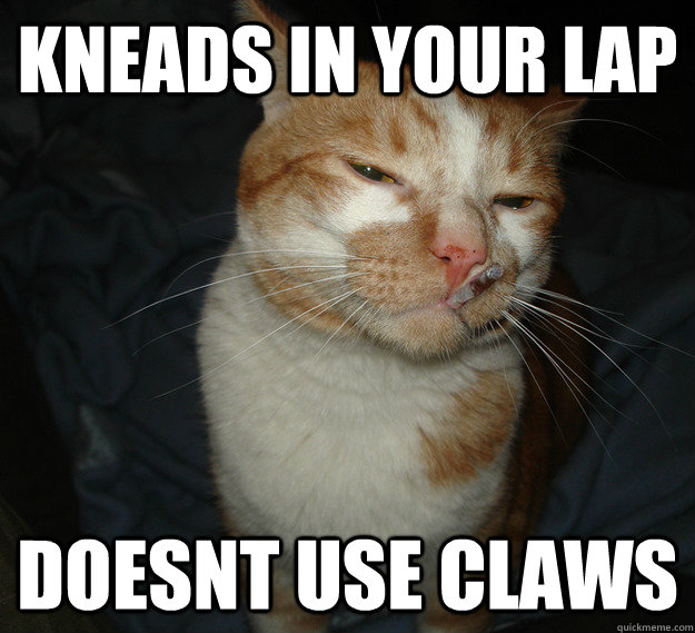 kneads in your lap doesnt use claws  Good Guy Cat