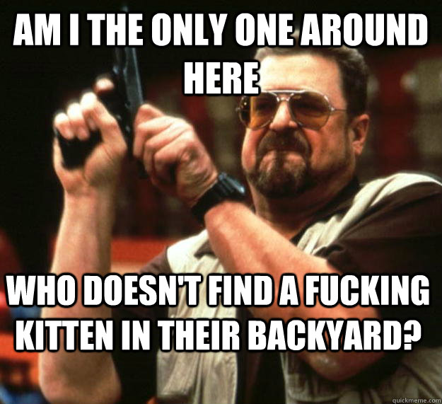 am I the only one around here Who doesn't find a fucking kitten in their backyard?  Angry Walter