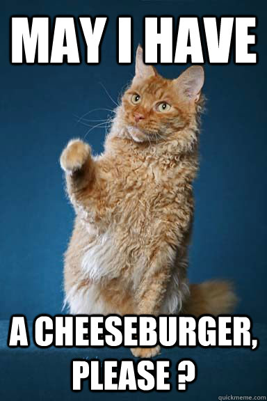 may i have a cheeseburger, please ? - may i have a cheeseburger, please ?  dat cat