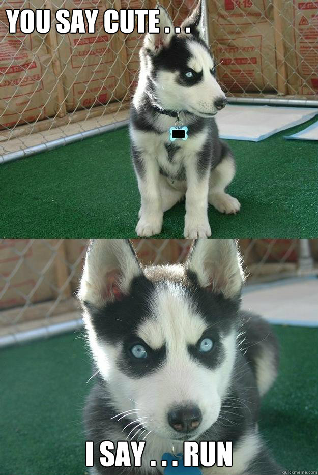 you say cute . . . I say . . . run  Insanity puppy
