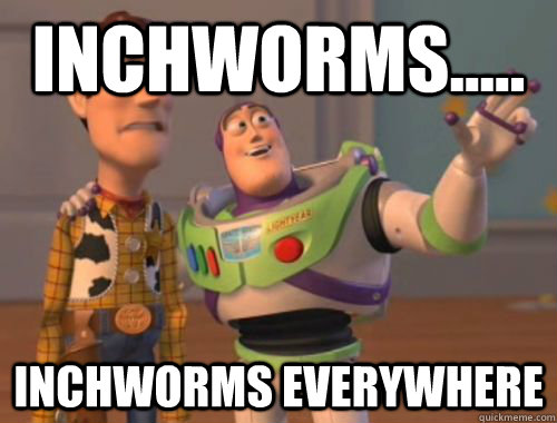 Inchworms..... Inchworms Everywhere  - Inchworms..... Inchworms Everywhere   Misc