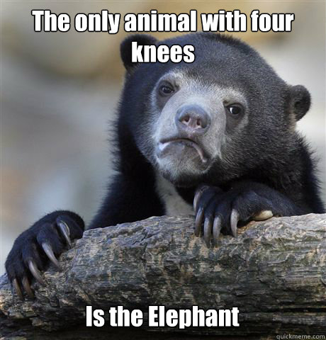 The only animal with four knees Is the Elephant  Confession Bear