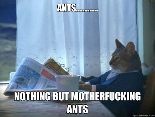 Ants............. NOthing but motherfucking ants  The One Percent Cat