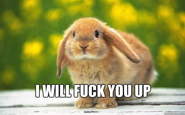 i will fuck you up  Cute bunny