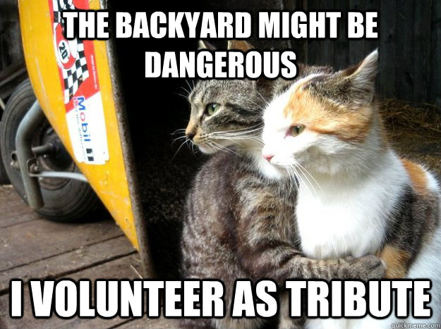 the backyard might be dangerous i volunteer as tribute  Restraining Cat