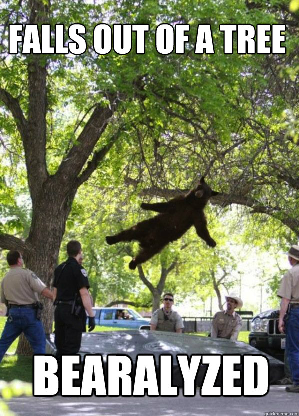 falls out of a tree bearalyzed - falls out of a tree bearalyzed  i am a falling bear