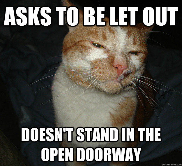 asks to be let out doesn't stand in the open doorway  Good Guy Cat