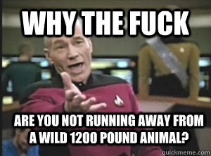 WHY THE FUCK ARE YOU NOT RUNNING AWAY FROM A WILD 1200 POUND ANIMAL?  Annoyed Picard