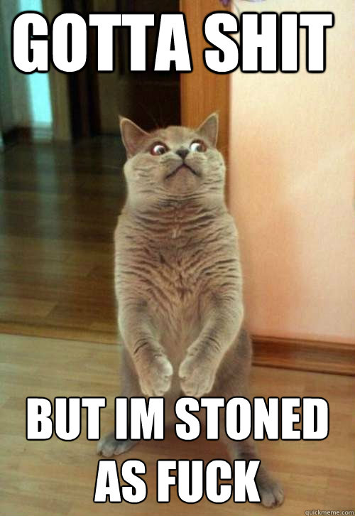 gotta shit but im stoned as fuck - gotta shit but im stoned as fuck  Horrorcat