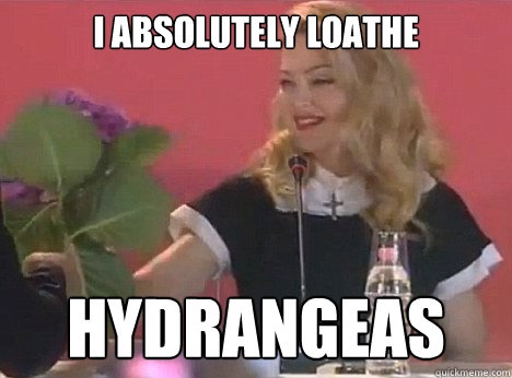 I absolutely Loathe  hydrangeas - I absolutely Loathe  hydrangeas  Madonna Loathes