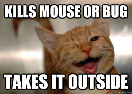 Kills mouse or bug Takes it outside - Kills mouse or bug Takes it outside  GoodGuyCat