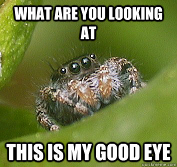 What are you looking at this is my good eye  Misunderstood Spider