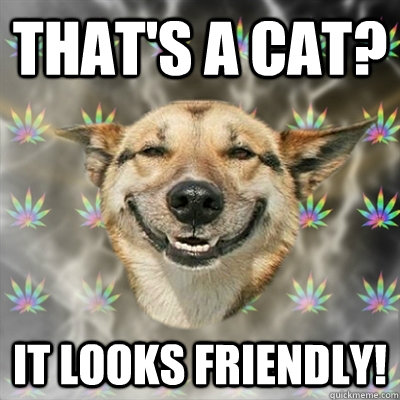 That's a cat? It looks friendly!  Stoner Dog