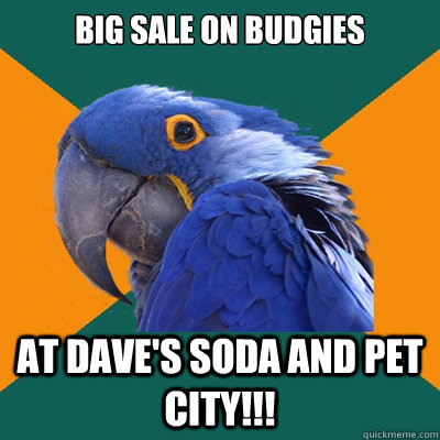 BIG SALE ON BUDGIES At Dave's Soda and Pet City!!!  Paranoid Parrot