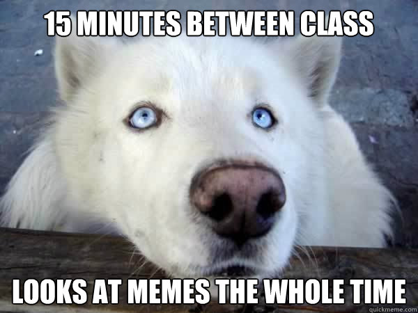 15 minutes between class looks at memes the whole time - 15 minutes between class looks at memes the whole time  Socially Awkward Husky