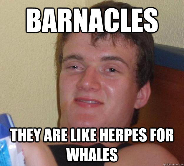 Barnacles they are like herpes for whales - Barnacles they are like herpes for whales  10 Guy