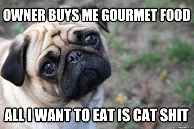owner buys me gourmet food all i want to eat is cat shit  First World Dog problems