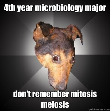 4th year microbiology major don't remember mitosis meiosis  Depression Dog