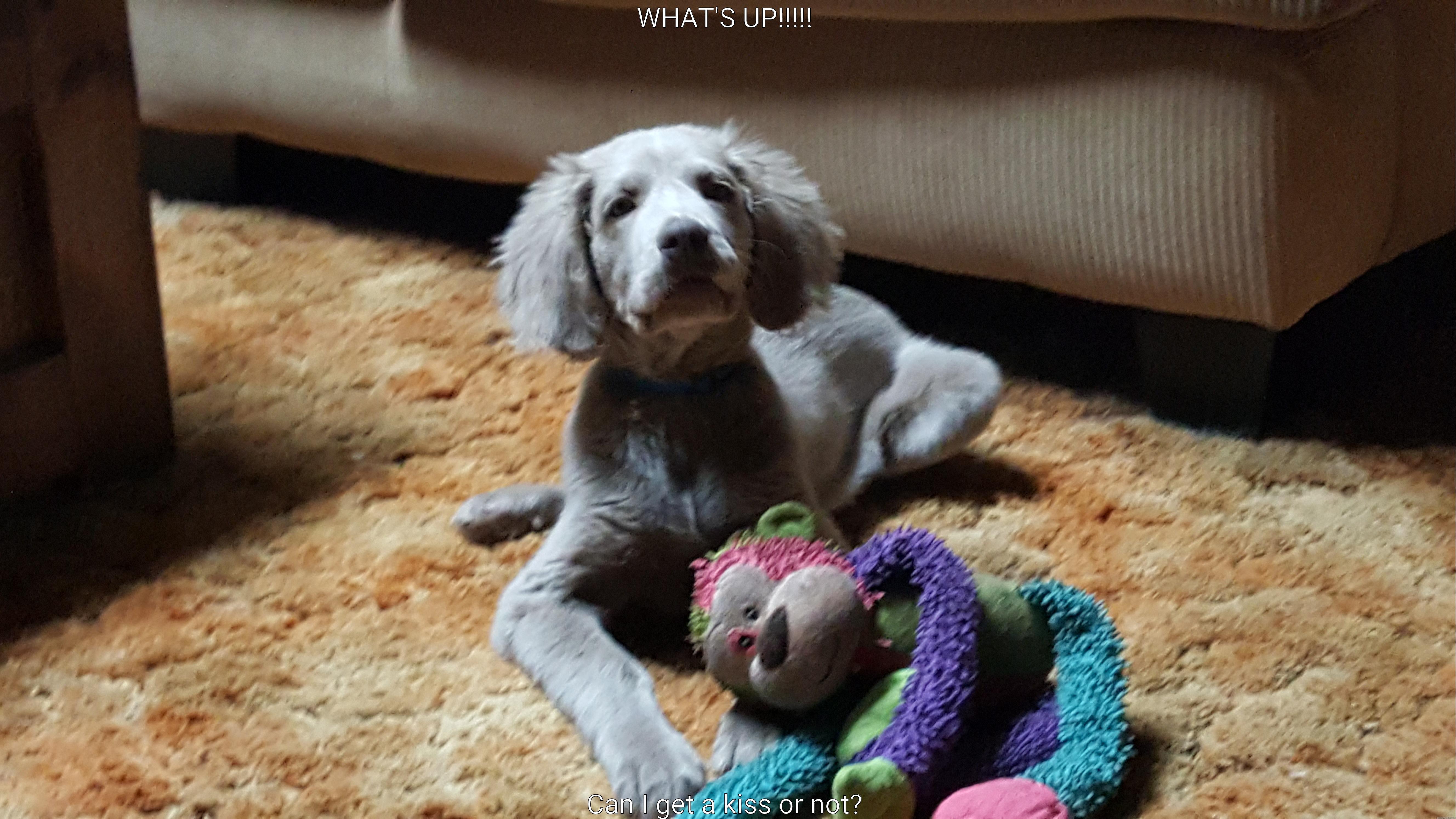 WHAT'S UP!!!!! CAN I GET A KISS OR NOT? Misc