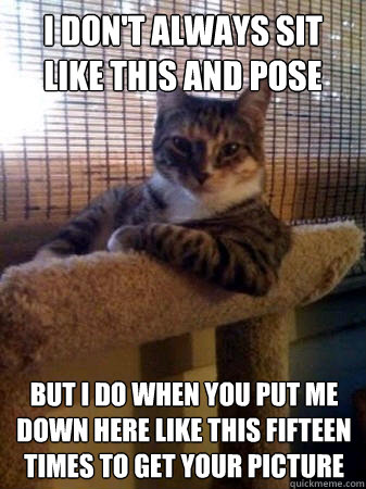 i don't always sit like this and pose but i do when you put me down here like this fifteen times to get your picture  The Most Interesting Cat in the World