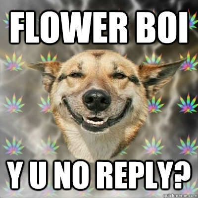 flower boi y u no reply?  Stoner Dog
