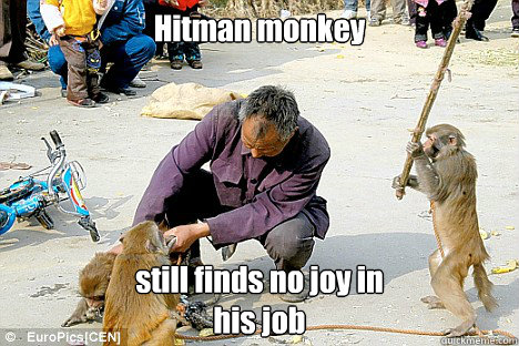 Hitman monkey still finds no joy in
his job  Hitman monkey