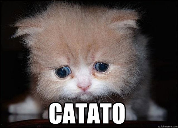  catato -  catato  Misc